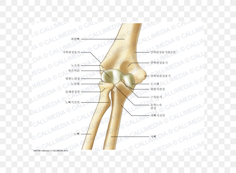 Thumb Elbow Bone Humerus Anatomy, PNG, 600x600px, Watercolor, Cartoon, Flower, Frame, Heart Download Free