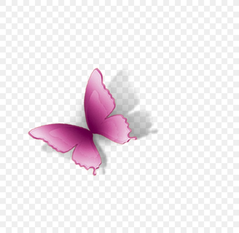 Butterfly Petal Computer Wallpaper, PNG, 800x800px, Butterfly, Computer, Flower, Insect, Invertebrate Download Free