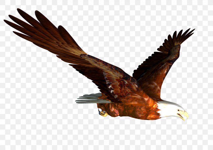 Hawk Mountain Sanctuary Accipitrinae Falconiformes Bird Of Prey, PNG, 1600x1131px, Bald Eagle, Accipitriformes, Beak, Bird, Bird Flight Download Free