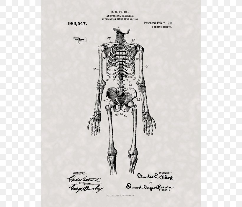 Human Skeleton Human Anatomy Human Body, PNG, 700x700px, Watercolor, Cartoon, Flower, Frame, Heart Download Free