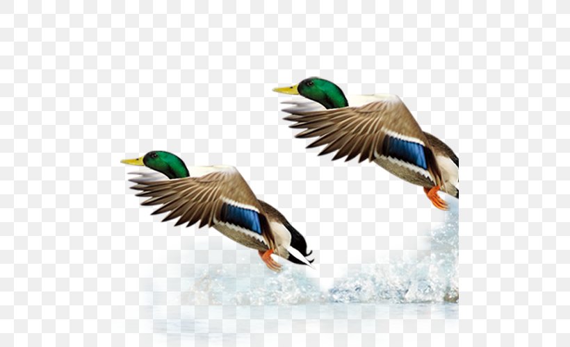 Mallard Duck Goose, PNG, 500x500px, Mallard, Beak, Bird, Domestic Goose, Duck Download Free