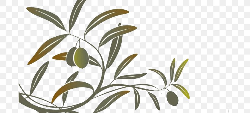 Olive Oil Clip Art Olive Branch Mediterranean Cuisine, PNG, 710x373px, Olive, Bay Laurel, Botany, Branch, Cooking Oils Download Free