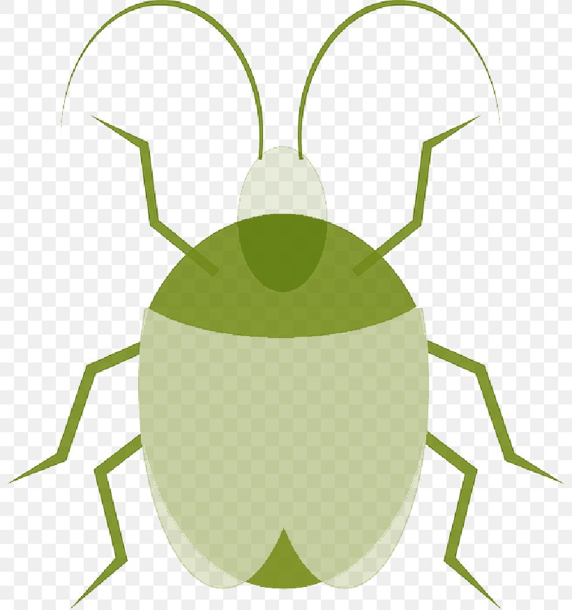 Clip Art Vector Graphics Beetle, PNG, 800x875px, Beetle, Green, Ground Beetle, Household Insect Repellents, Insect Download Free