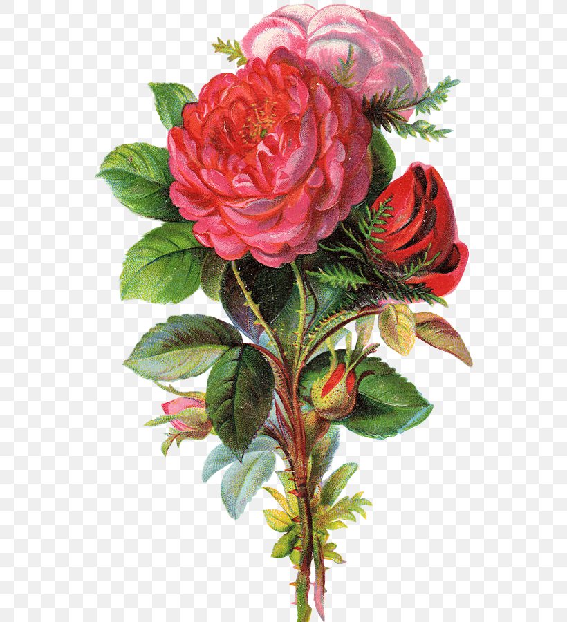 Garden Roses Bokmärke Cabbage Rose Floral Design Flower, PNG, 578x900px, Garden Roses, Antique, Artificial Flower, Blume, Cabbage Rose Download Free