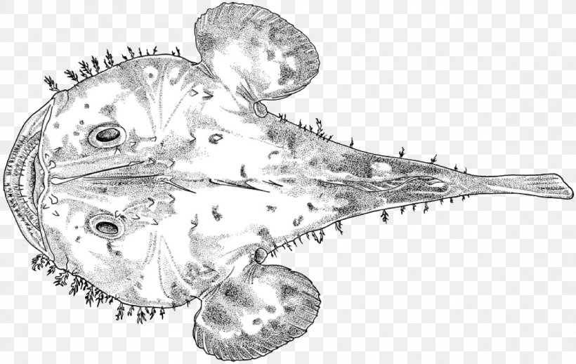 Line Art Jaw Invertebrate Fish Sketch, PNG, 1159x733px, Line Art, Artwork, Black And White, Drawing, Fish Download Free