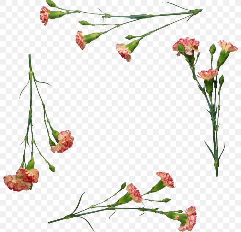 Floral Design November Of The Heart Cut Flowers Carnation, PNG, 800x790px, Floral Design, Branch, Carnation, Cut Flowers, Flora Download Free
