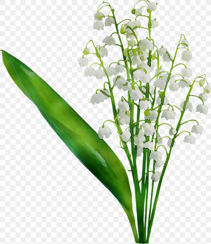 Leaf Plant Stem Herb Plants, PNG, 985x1136px, Leaf, Cut Flowers, Flower, Flowering Plant, Grass Download Free