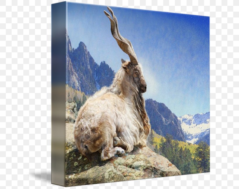 Mountain Goat Bukharan Markhor Pakistan, PNG, 636x650px, Goat, Animal, Cow Goat Family, Endangered Species, Fauna Download Free