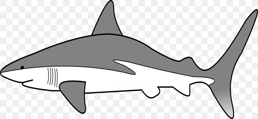 Requiem Sharks Clip Art Grey Reef Shark Shark Threat Display, PNG, 2400x1113px, Requiem Sharks, Black And White, Caribbean Reef Shark, Cartilaginous Fish, Data Download Free