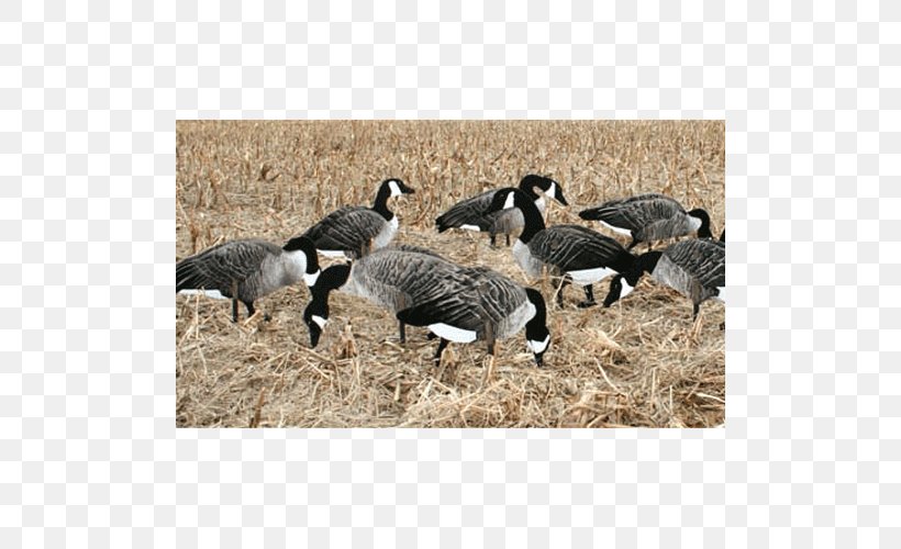 Snow Goose Duck Canada Goose Decoy, PNG, 500x500px, Goose, Beak, Bird, Canada Goose, Decoy Download Free