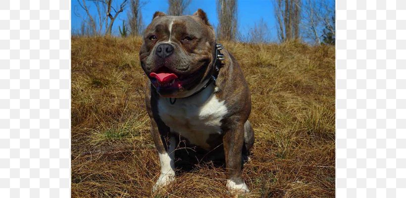 Valley Bulldog Olde English Bulldogge Dorset Olde Tyme Bulldogge American Bulldog American Pit Bull Terrier, PNG, 700x400px, Valley Bulldog, Alapaha Blue Blood Bulldog, American Bulldog, American Bully, American Pit Bull Terrier Download Free