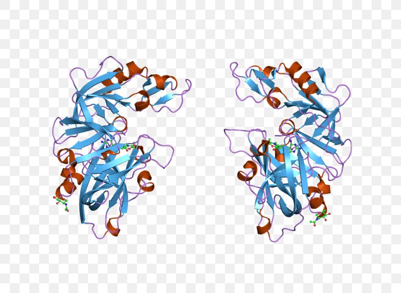 Renin–angiotensin System Introduction To Protein Structure Angiotensinogen, PNG, 800x600px, Renin, Amino Acid, Angiotensin, Angiotensinogen, Area Download Free