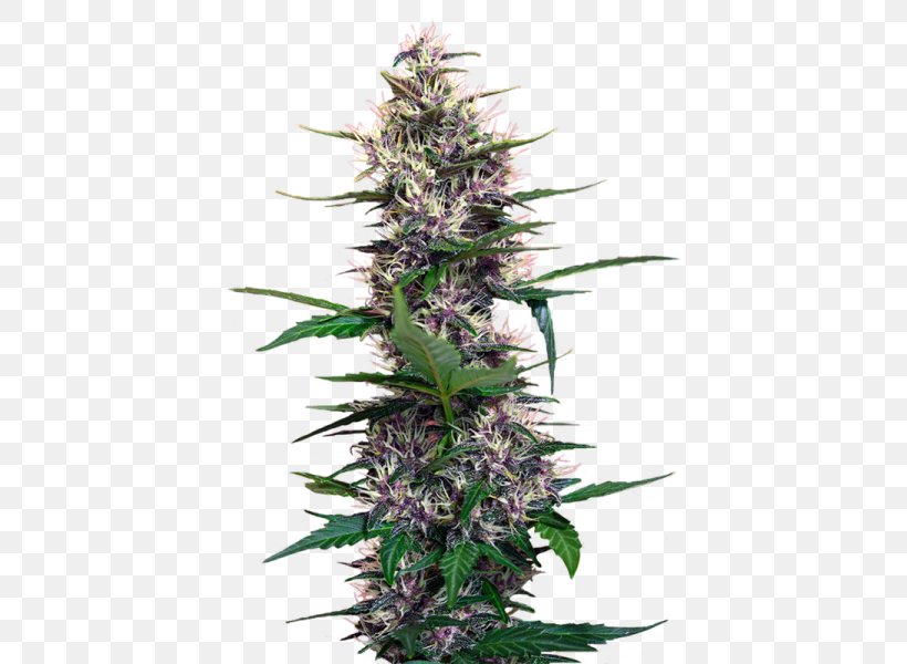 Cannabis Hemp Seed Cultivar Perception, PNG, 525x600px, Cannabis, Blossom, Conifer Cone, Cultivar, Devil Download Free