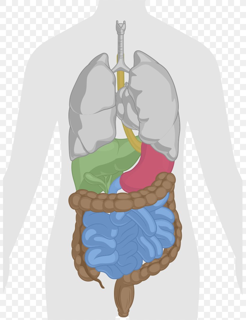 Human Body Liver Gastrointestinal Tract Anatomy Clip Art, PNG ...