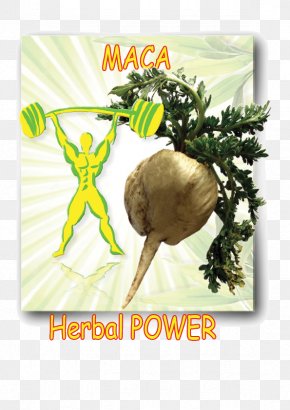 Vegan Power - Organic Food Leaf Vegetable Natural Foods Maca Root PNG