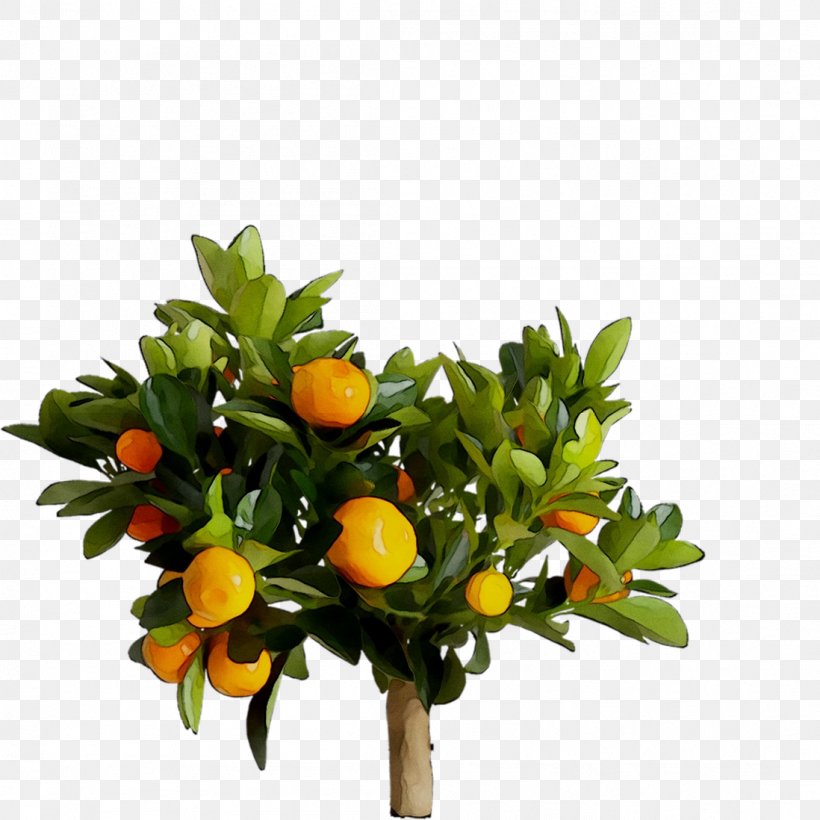 Citrus Artificial IKEA PNG, Citrus, Artificial Flower, Bitter Orange, Bouquet, Branch Download Free