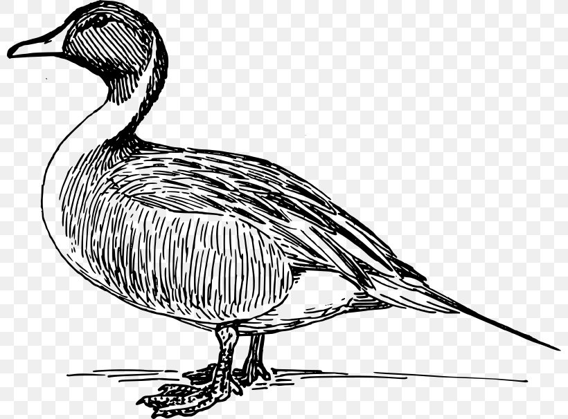 Donald Duck Mallard American Pekin, PNG, 800x606px, Duck, American Black Duck, American Pekin, Artwork, Beak Download Free