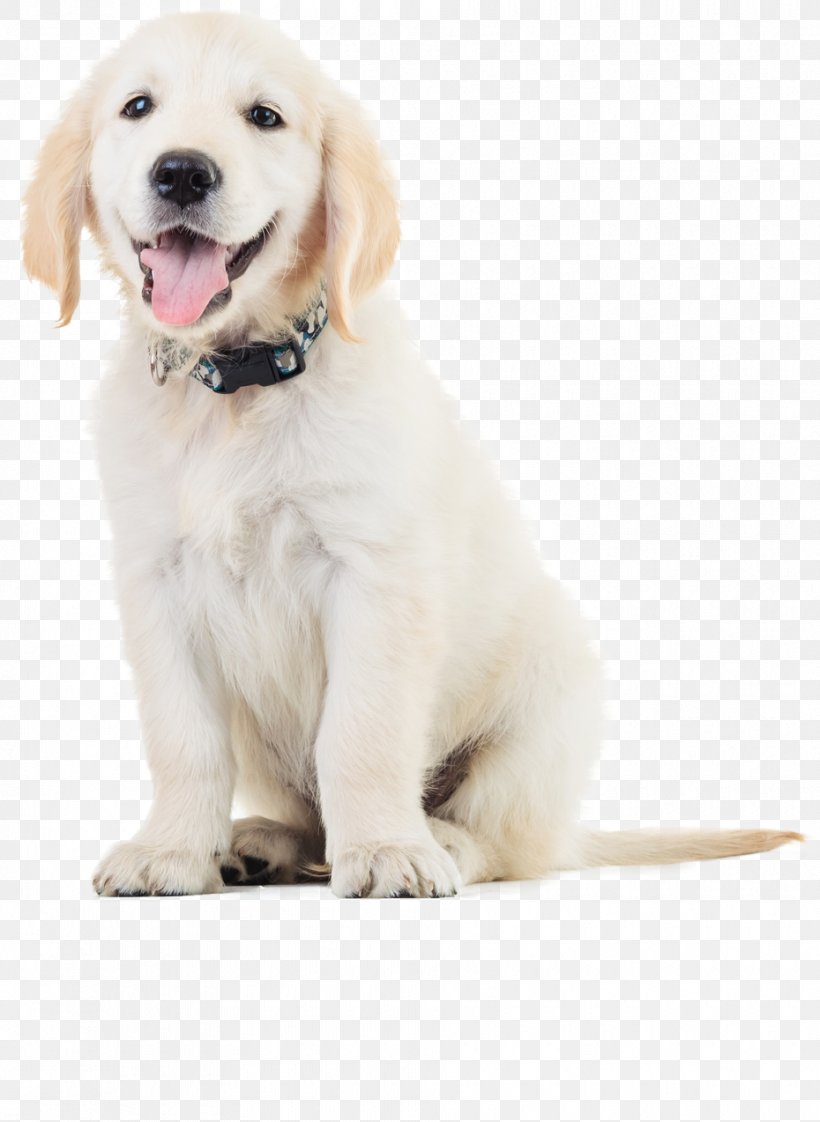 Labrador Retriever Puppy Golden Retriever Cat Pet, PNG, 930x1273px, Labrador Retriever, Carnivoran, Cat, Companion Dog, Cuteness Download Free