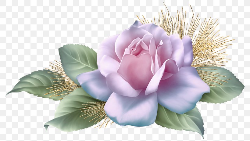 Centifolia Roses Clip Art, PNG, 800x462px, Centifolia Roses, Blog, Cut Flowers, Digital Scrapbooking, Floral Design Download Free