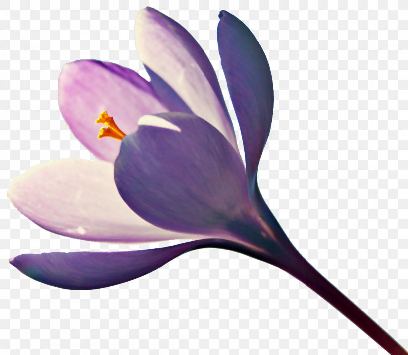 Flower, PNG, 1107x962px, Flower, Autumn Crocus, Crocus, Flowering Plant, Iris Family Download Free