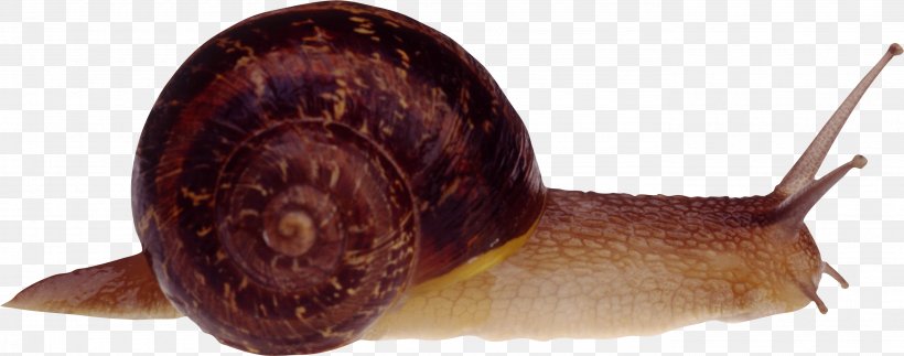 Cornu Aspersum Burgundy Snail Slug, PNG, 2775x1095px, Snail, Burgundy Snail, Cornu Aspersum, Gastropods, Invertebrate Download Free