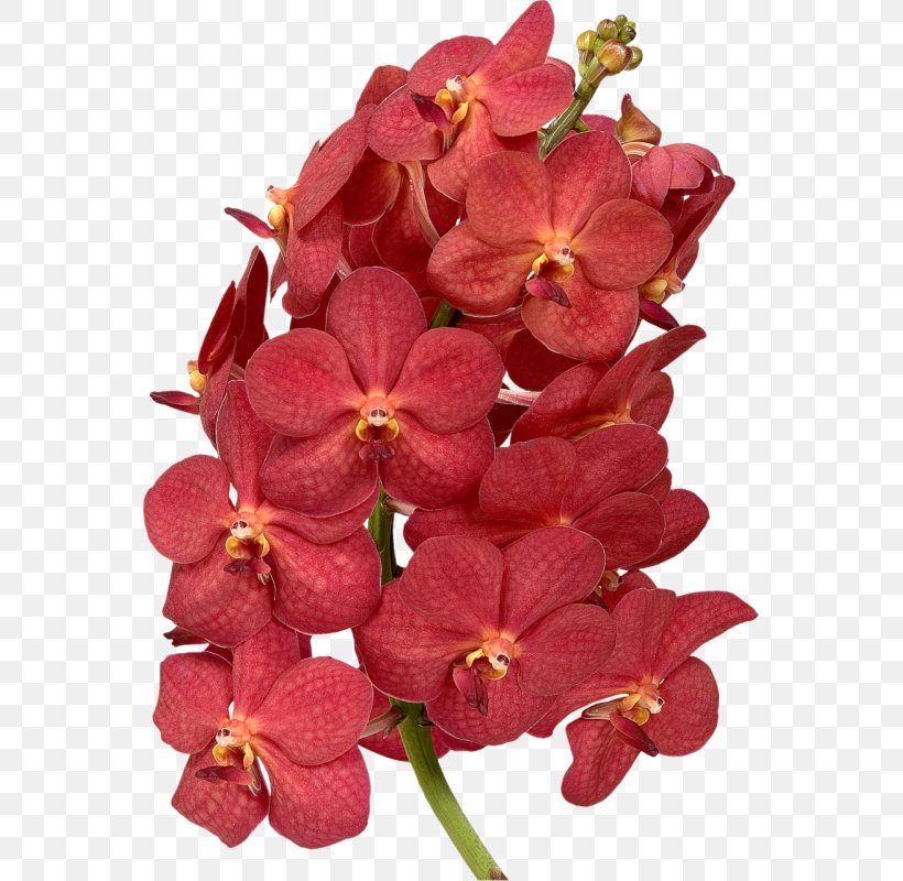 Moth Orchids Petal Waling-waling Cut Flowers, PNG, 559x800px, Moth Orchids, Blossom, Cut Flowers, Euanthe Sanderiana, Flower Download Free