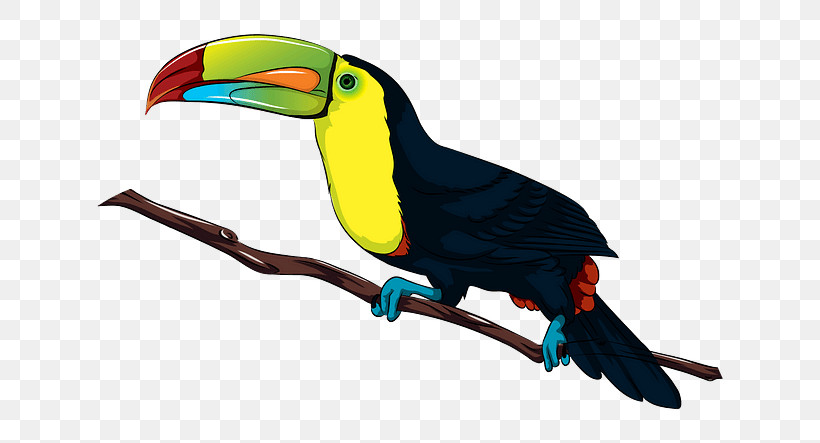 Bird Toucan Beak Piciformes, PNG, 640x443px, Bird, Beak, Piciformes, Toucan Download Free