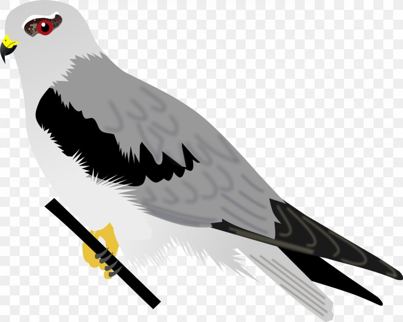 Bird Of Prey Accipitriformes Beak Hawk, PNG, 1280x1022px, Bird, Accipitriformes, Animal, Beak, Bird Of Prey Download Free
