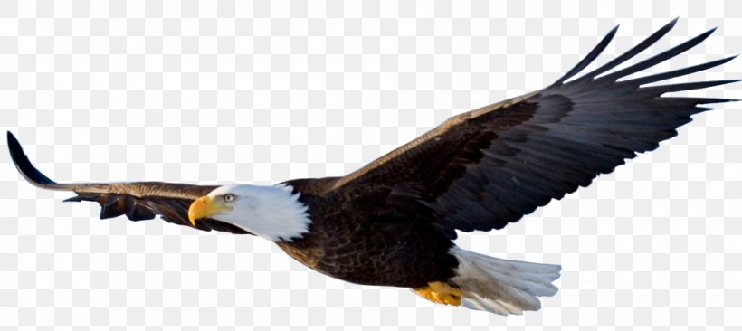 Eagle Flight Bird, PNG, 1886x842px, Eagle Flight, Accipitriformes, Bald Eagle, Beak, Bird Download Free