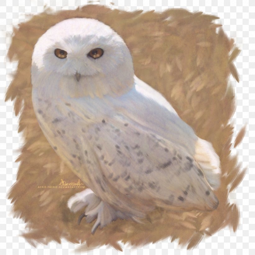 Owl Harry Potter And The Deathly Hallows Hedwig Fictional Universe Of Harry Potter, PNG, 900x900px, Owl, Art, Beak, Bird, Bird Of Prey Download Free