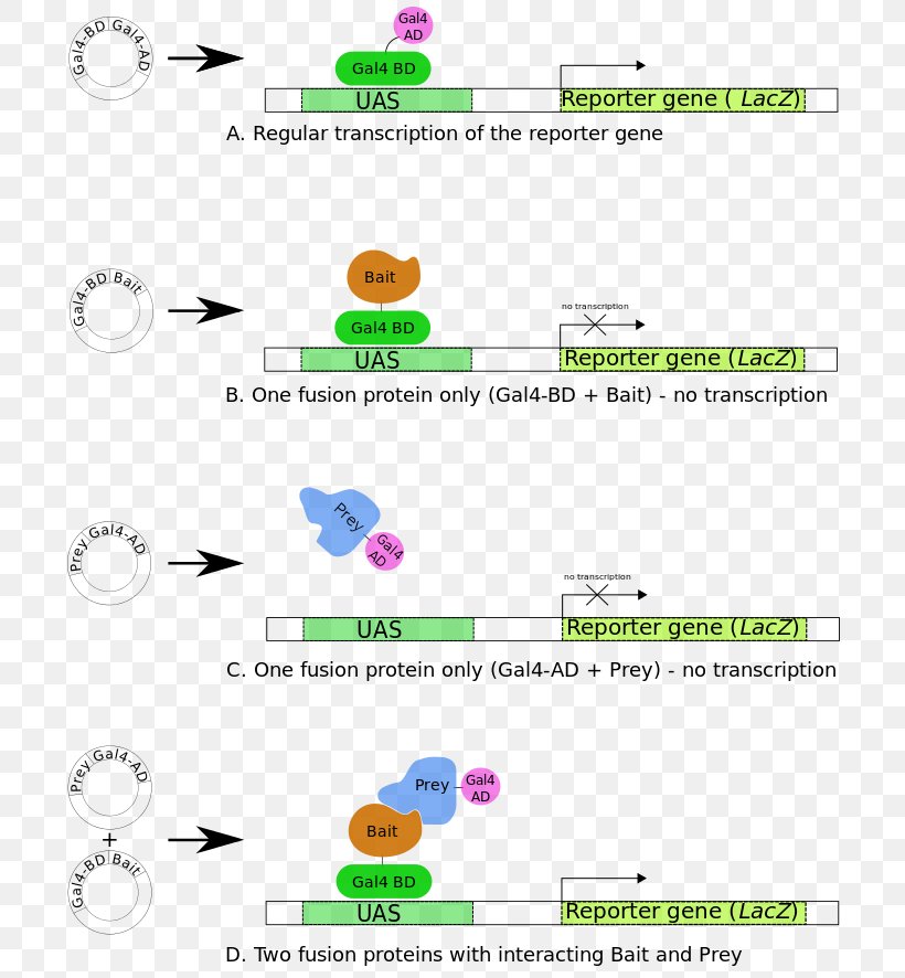 Two-hybrid Screening Reporter Gene Transcription Factor Protein Domain, PNG, 709x886px, Twohybrid Screening, Area, Betagalactosidase, Diagram, Dnabinding Domain Download Free