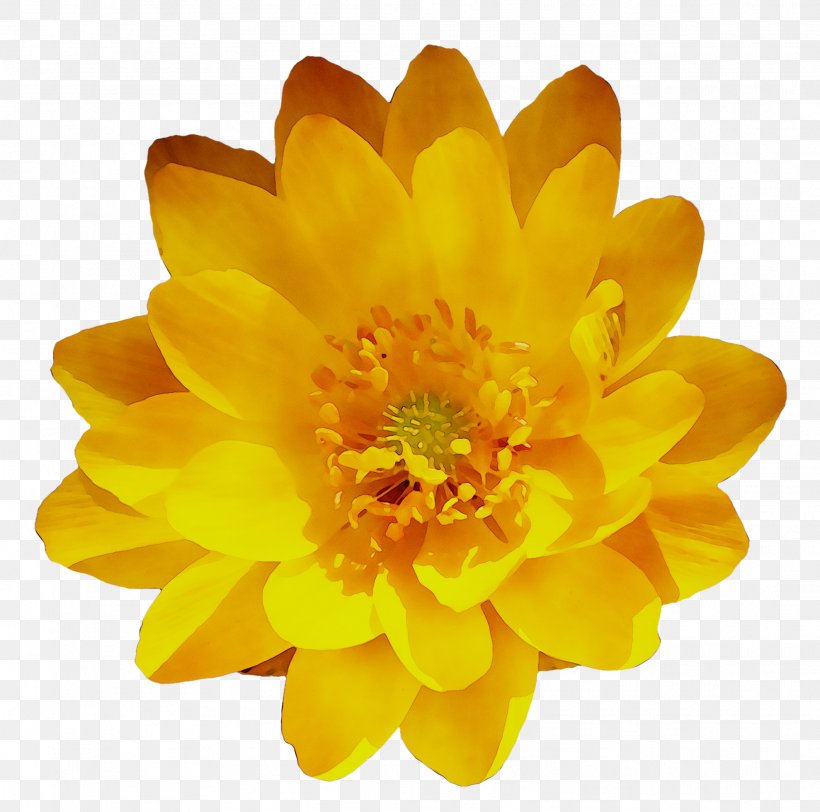 Chrysanthemum Yellow, PNG, 1978x1961px, Chrysanthemum, Daisy Family, English Marigold, Flower, Flowering Plant Download Free