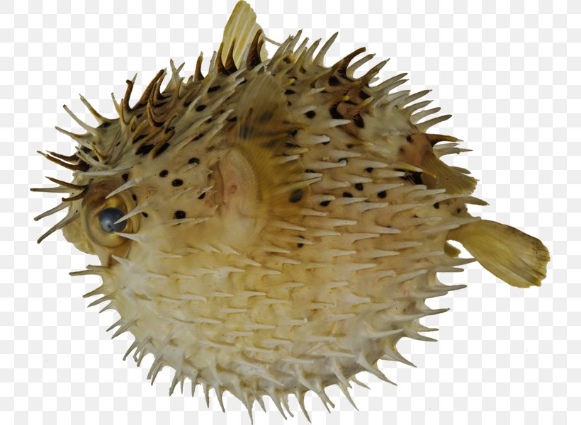 Pufferfish Long-spine Porcupinefish Fugu Spot-fin Porcupinefish, PNG, 735x600px, Pufferfish, Aquarium, Diodon, Fish, Fugu Download Free
