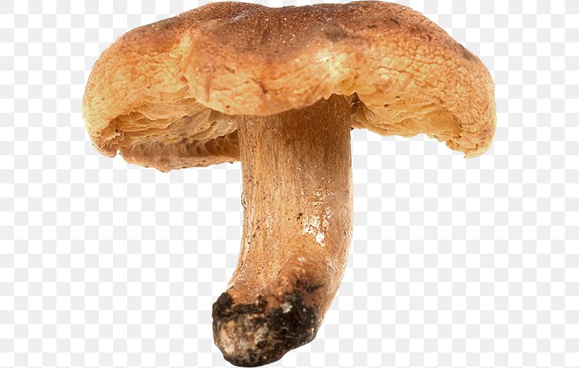 Shiitake Pleurotus Eryngii Matsutake Medicinal Fungi Mushroom, PNG, 591x522px, Shiitake, Edible Mushroom, Ingredient, Matsutake, Medicinal Fungi Download Free