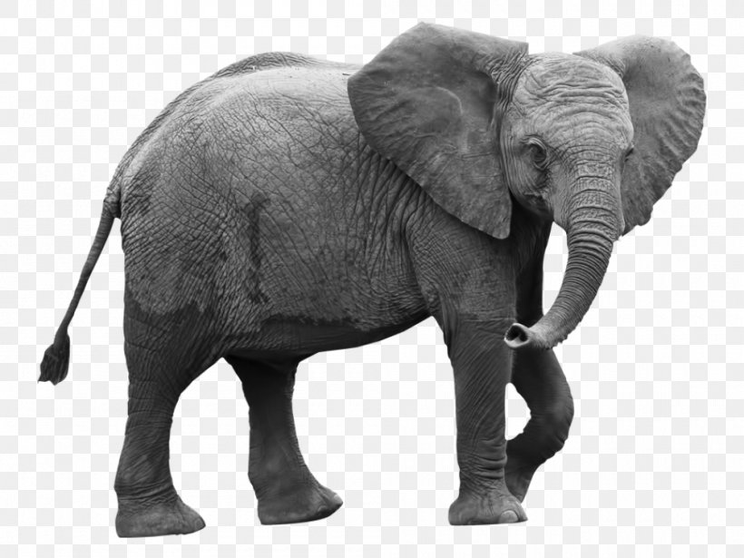 Wall Decal Sticker Indian Elephant African Elephant, PNG, 1000x751px, Wall Decal, African Elephant, Art, Black And White, Elephant Download Free