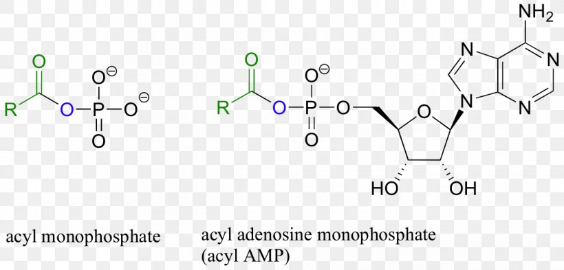 Amide Peptide Bond Amino Acid Functional Group Transfer RNA, PNG, 1192x572px, Amide, Acid, Acyl Chloride, Acyl Group, Amine Download Free