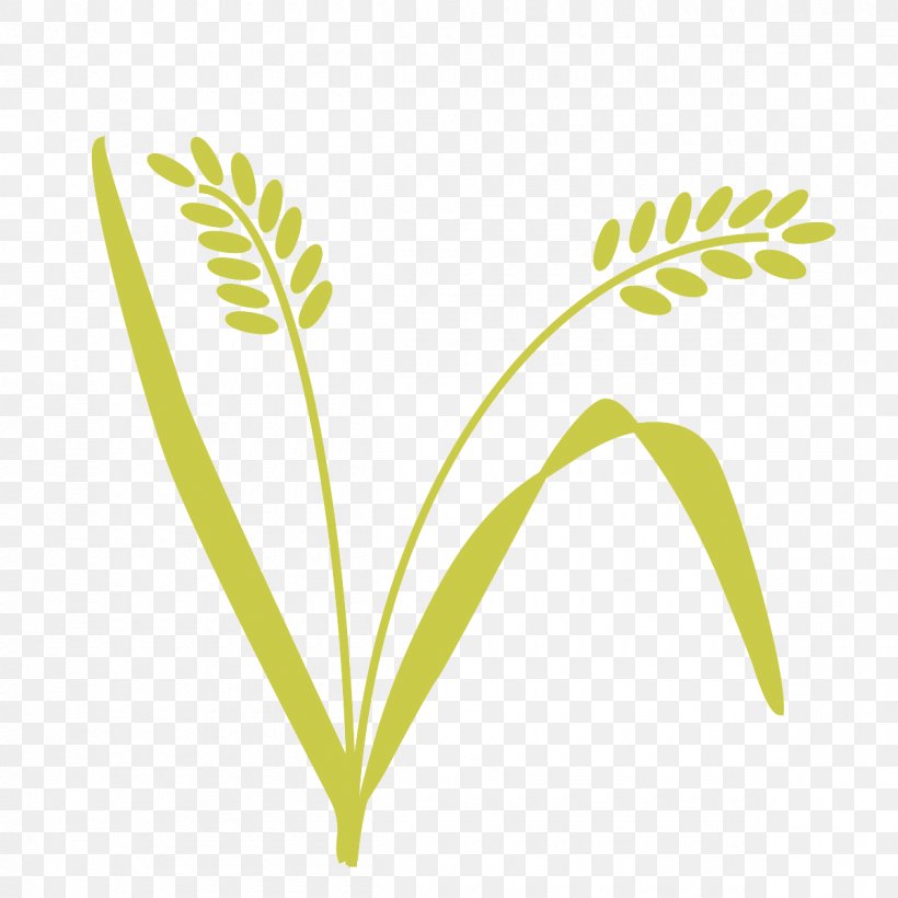 Leaf Grasses Plant Stem Tree, PNG, 1200x1200px, Leaf, Commodity, Family, Grass, Grass Family Download Free