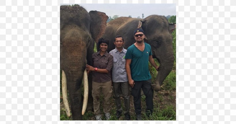 Sumatran Elephant Leuser Ecosystem Actor Sumatran Orangutan, PNG, 1200x630px, Sumatra, Actor, Adrien Brody, Adventure, Celebrity Download Free