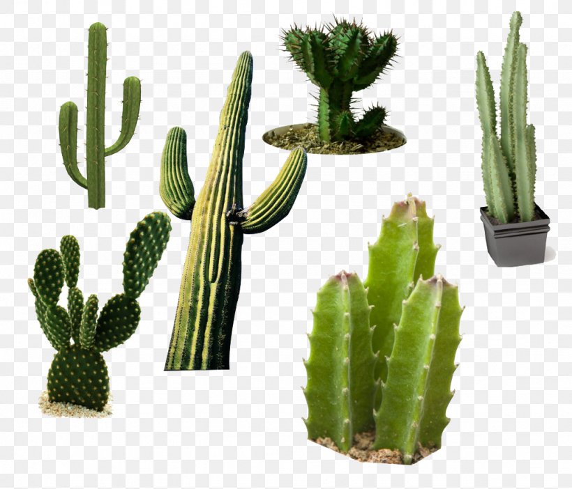 Acanthocereus Tetragonus Cactaceae San Pedro Cactus Plant, PNG, 1024x877px, Cactaceae, Acanthocereus Tetragonus, Cactus, Caryophyllales, Desert Download Free