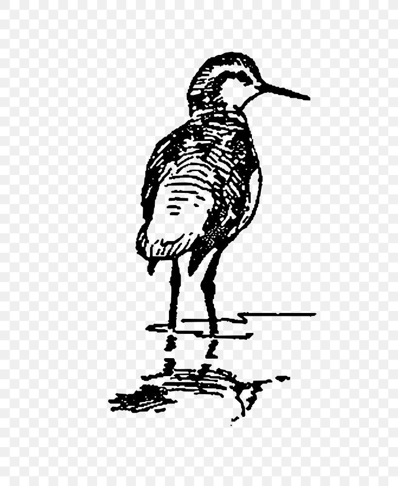Clip Art Duck Bird Vector Graphics Image, PNG, 732x1000px, Duck, Art, Artwork, Beak, Bird Download Free