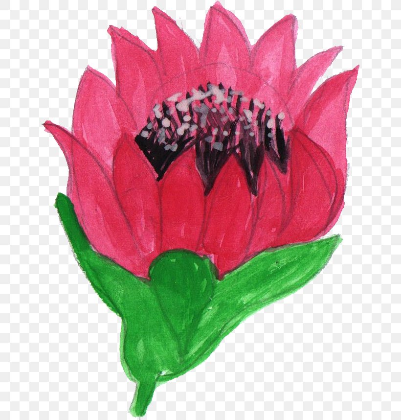 Cut Flowers Petal Watercolor Painting Pseudanthium, PNG, 651x858px, Flower, Com, Cut Flowers, Flowering Plant, Magenta Download Free