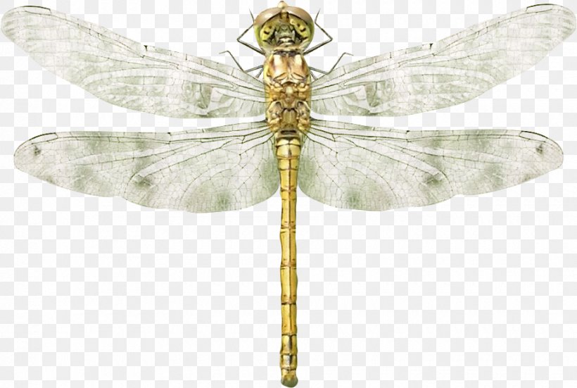 Dragonfly Material, PNG, 920x619px, Dragonfly, Arthropod, Concepteur, Dragonflies And Damseflies, Gold Download Free