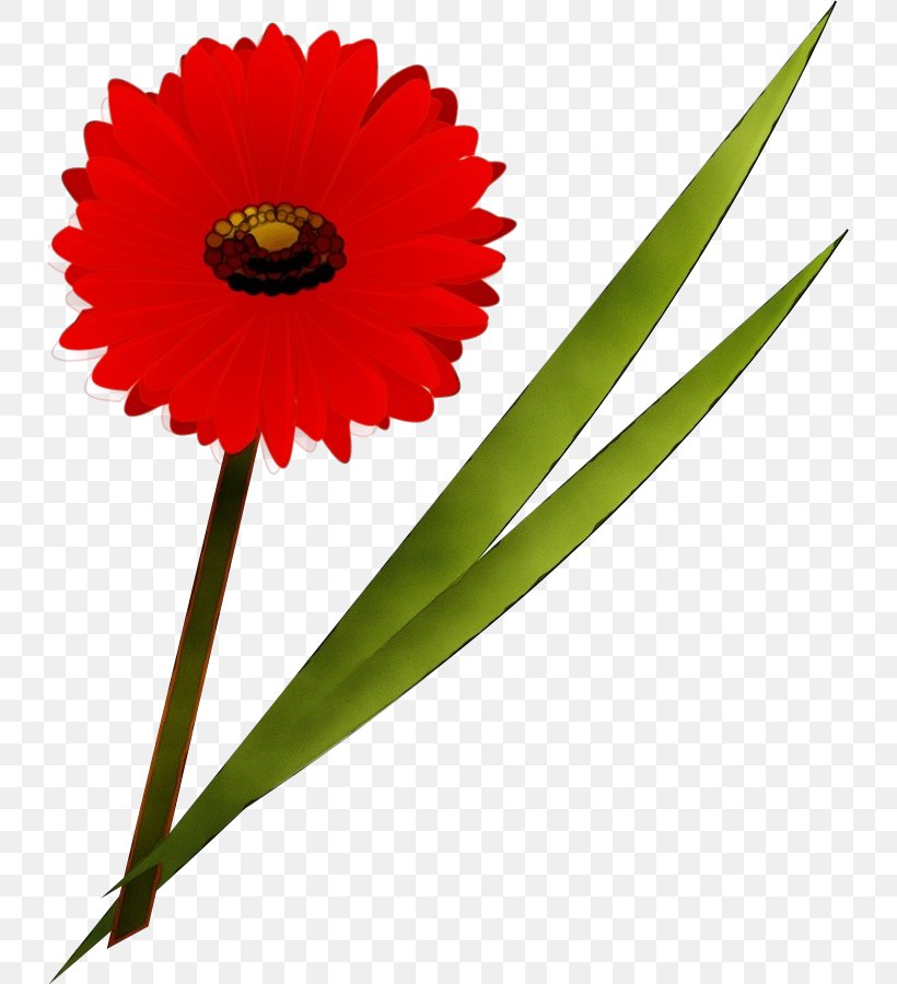 Flower Gerbera Barberton Daisy Plant Flowering Plant, PNG, 732x900px, Watercolor, Barberton Daisy, Cut Flowers, Daisy Family, Flower Download Free