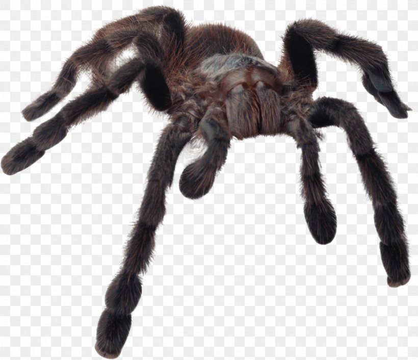 Spider Clip Art, PNG, 2435x2099px, Spider, Amazing Spiders, Arachnid, Arthropod, Black House Spider Download Free