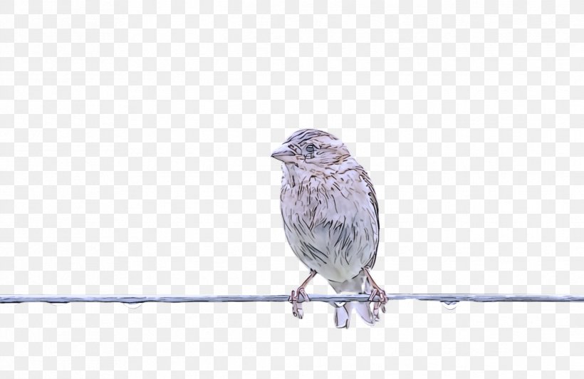 Bird Beak House Finch Finch Perching Bird, PNG, 2484x1612px, Bird, Barbed Wire, Beak, Branch, Finch Download Free
