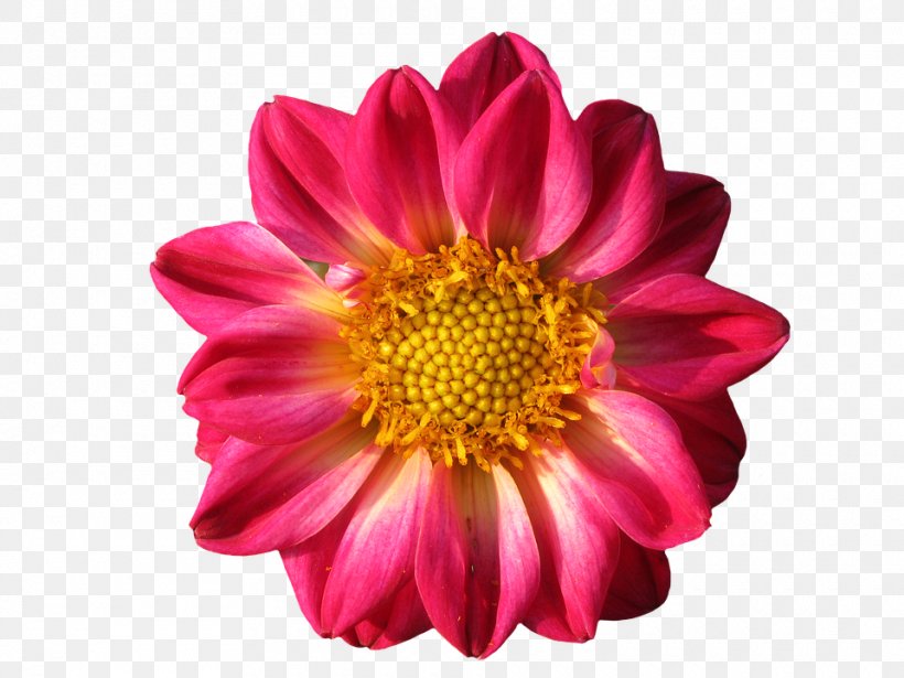 Dahlia Flower Yuno Gasai, PNG, 960x720px, Dahlia, Chrysanthemum, Chrysanths, Close Up, Color Download Free