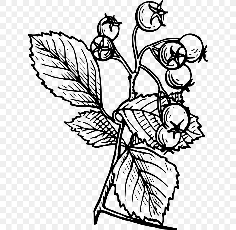 Hawthorn Drawing Tree, PNG, 626x800px, Hawthorn, Art, Artwork, Bird, Black And White Download Free