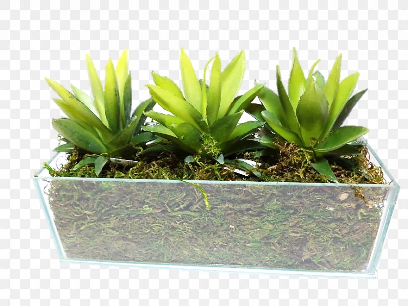 Houseplant Flowerpot, PNG, 885x664px, Houseplant, Flowerpot, Grass, Plant Download Free