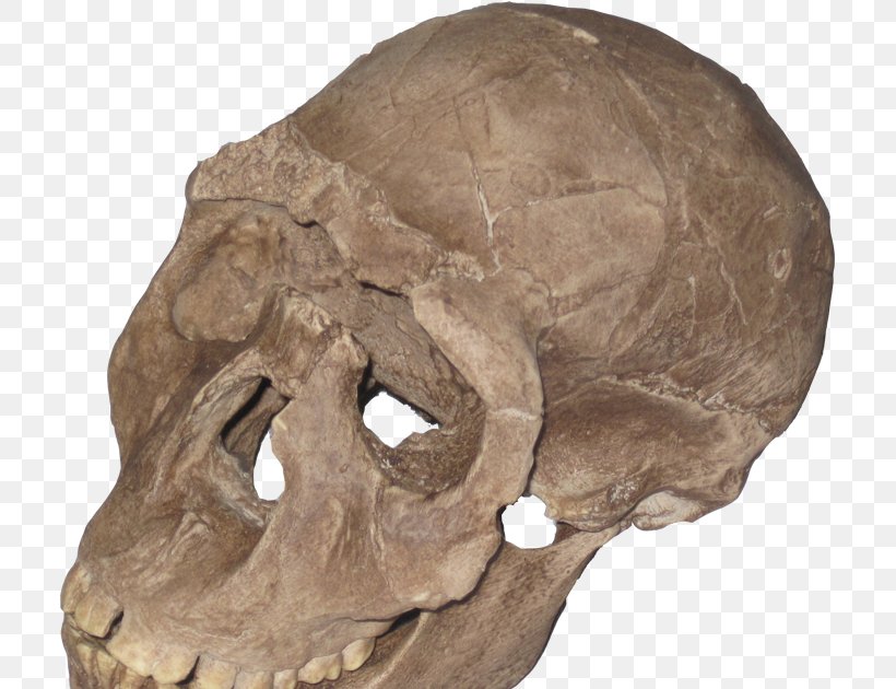 Neanderthal Skull Homo Sapiens Primate Archaic Humans, PNG, 709x630px, Neanderthal, Ape, Archaic Humans, Bone, Evolution Download Free