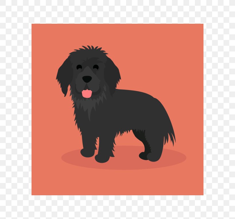 Schnoodle Affenpinscher Puppy Newfoundland Dog Havanese Dog, PNG, 600x766px, Schnoodle, Affenpinscher, Breed, Breed Group Dog, Carnivoran Download Free